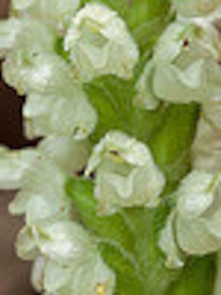 Trifoliata Tiarella Threeleaf Foam Flower In Family Saxifragaceae 12 Root System Fresh Garden