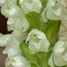 Trifoliata Tiarella Threeleaf Foam Flower In Family Saxifragaceae 12 Root System Fresh Garden