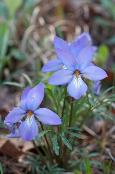 Violets Perennial Individual Divided Leave Flowering Stems 12 Birdfoot Rhizoms Fresh Garden