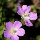 Geraniums Maculatums Wilds Matures Is A Woodland Perennial Plant 5 Roots Systems Fresh Garden