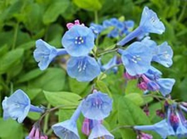 Mertensia Virginica Beautiful Bloom Lasts All Month Long 50 Virginias Blue Bells Fresh Garden