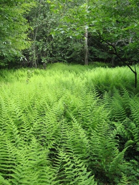 Punctilobula Dennstaedtia Deciduous The Fronds Are Bipinnate 30 Scented Hay Fern Fresh Garden