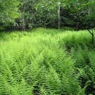 Punctilobula Dennstaedtia Deciduous The Fronds Are Bipinnate 30 Scented Hay Fern Fresh Garden