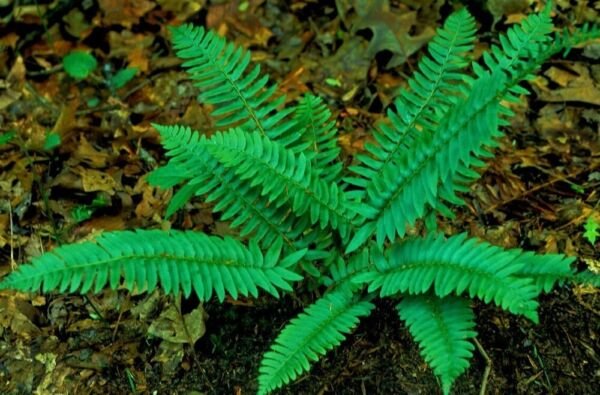 Polystichum Christmas Dryopteris Evergreen Munitum Swords Acrostichoides 30 Bulb Fresh Garden