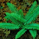 Polystichum Christmas Dryopteris Evergreen Munitum Swords Acrostichoides 30 Bulb Fresh Garden