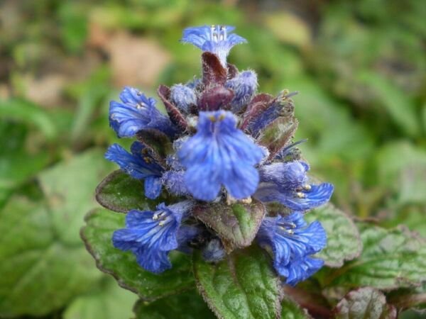 Blue Bugle Bugleherb Bugleweed Carpetweeds Herbaceous Flowering 12 Ajuga Reptans Fresh Garden