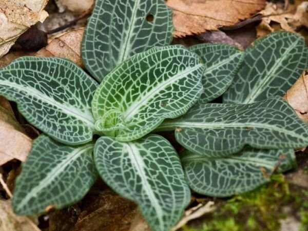 Pubescens Goodyera Plant Evergreen Variegated Terrestrial Species 5 Rattlesnakes Fresh Garden