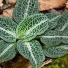Pubescens Goodyera Plant Evergreen Variegated Terrestrial Species 5 Rattlesnakes Fresh Garden