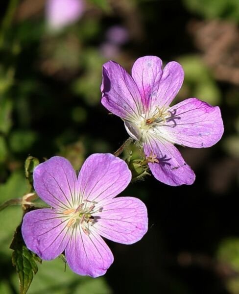 Geranium Wild Matures Leaves Are Palmately With Five Or Seven Cut Lobes 12 Roots Fresh Garden