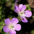 Geranium Wild Matures Leaves Are Palmately With Five Or Seven Cut Lobes 12 Roots Fresh Garden