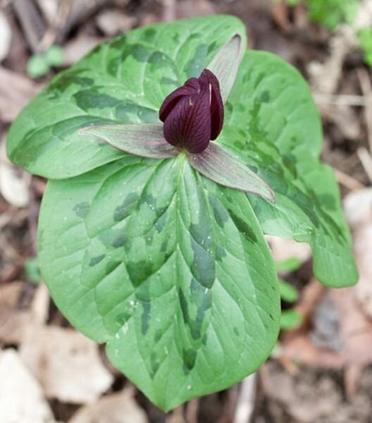 Trillium Sessile Smelling Stalkless Nestled In The Middle Of Its Leaves 12 Toads Fresh Garden