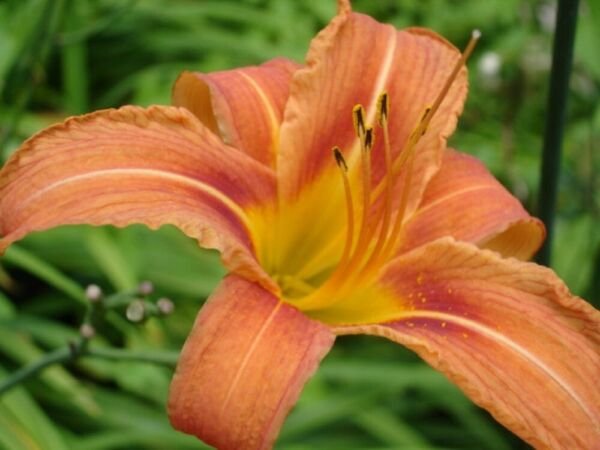 Hemerocallis Dalily Wild Fulva Highly Diverse Colour And m 50 Bareroot Plants Fresh Garden