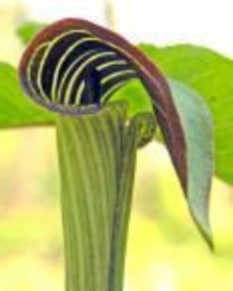 Arisaema Triphyllum Onion Brown Dragon Indian Turnip 12 Jack In The Pulpit Bulbs Fresh Garden