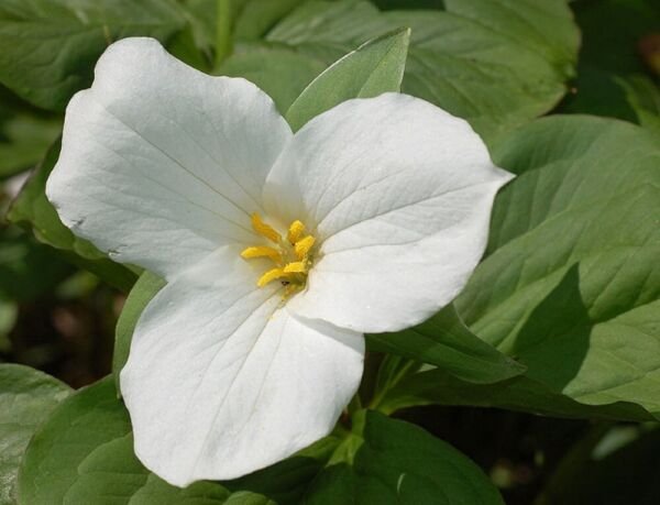 Trillium Greats Wakes Robin Grandiflorum Perennial Trilles Blanc 24 Root Systems Fresh Garden