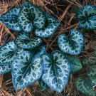 Caudatum Asarum Aristolochiaceae Green Hirsute Heart Shaped Leaves 5 Ginger Wild Fresh Garden