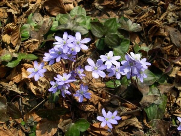 Acutiloba Anemone Attractive Flowering ming Herbaceou 12 Sharp Hepatica Lobed Fresh Garden