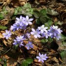 Acutiloba Anemone Attractive Flowering ming Herbaceou 12 Sharp Hepatica Lobed Fresh Garden