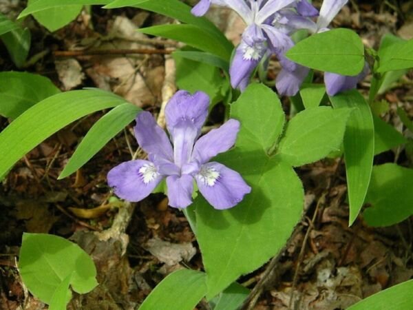Iris Wilds Beautifuls They Have Blues And White Blooms On Thems 12 Roots Systems Fresh Garden