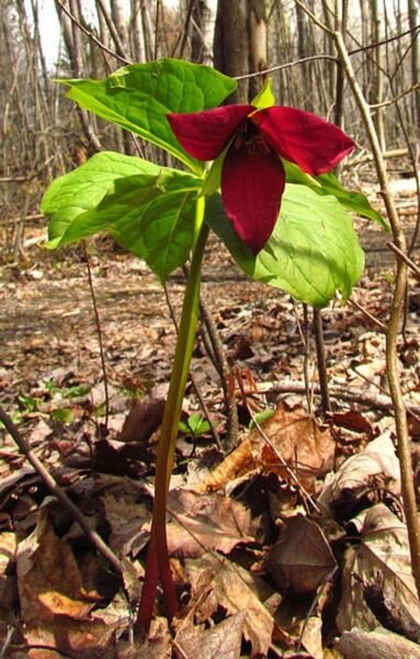 Trilliums Wake Robins Beths Root Stinking Benjamins Spring Flowering 12 Erectums Fresh Garden