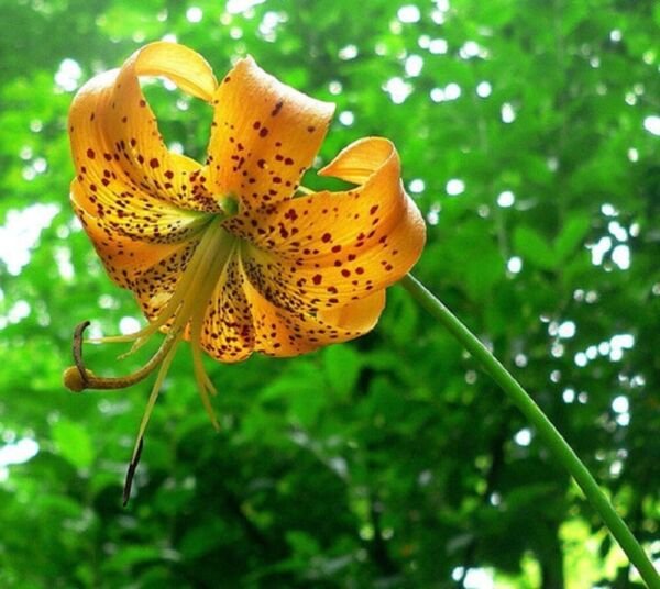 Lily Turk's Lilium Superbum Deep Yellow To Orange With Reddish Petal Tips 12 Cap Fresh Garden