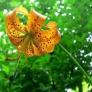 Lily Turk's Lilium Superbum Deep Yellow To Orange With Reddish Petal Tips 12 Cap Fresh Garden