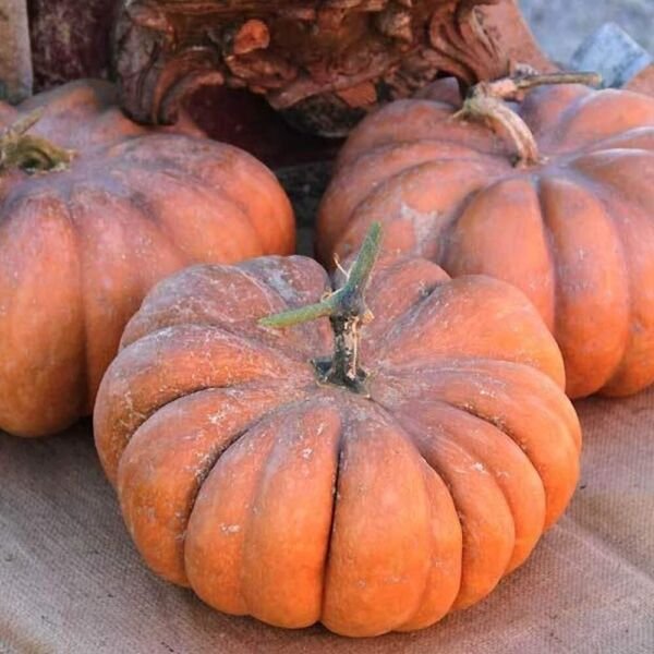 Pumpkin Cucurbita Multicolor Maxima Drum Shape Jarrahdale Heirloom 3 Grams Seeds Fresh Garden