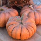 Pumpkin Cucurbita Multicolor Maxima Drum Shape Jarrahdale Heirloom 3 Grams Seeds Fresh Garden