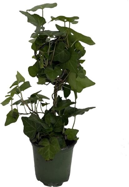 Ivy Topiary Helix Ball Hedera Canariensis Easy To Grow Indoors Live Plant 4" Pot Fresh Garden