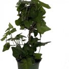 Ivy Topiary Helix Ball Hedera Canariensis Easy To Grow Indoors Live Plant 4" Pot Fresh Garden
