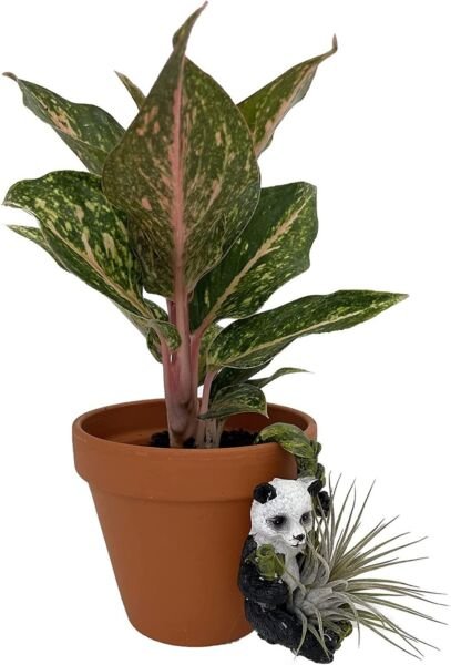 Panda Air Plant Pal Live Tillandsia Great With Ceramic Hanging Ornament Pot Fresh Garden