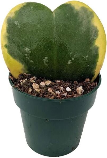 Kerri Sweetheart Green Creme Amazing Hoyas Waxplant Indoors Live Plant 4'' Pot Fresh Garden