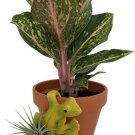 Tillandsias Air Yellow Pot Lizards Pals Ceramic Live Plant With Hanging Ornament Fresh Garden