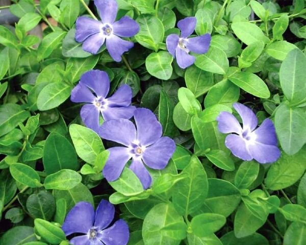 Periwinkle Bowles Groundcover Myrtle Vincas Hardy s Live Plant Gallon Pot Fresh Garden