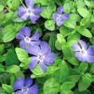 Periwinkle Bowles Groundcover Myrtle Vincas Hardy s Live Plant Gallon Pot Fresh Garden