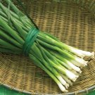 Onion Long White Stalks Tokyo Heirloom Allium Fistulosum 1.5 Gram Bunching Seeds Fresh Garden