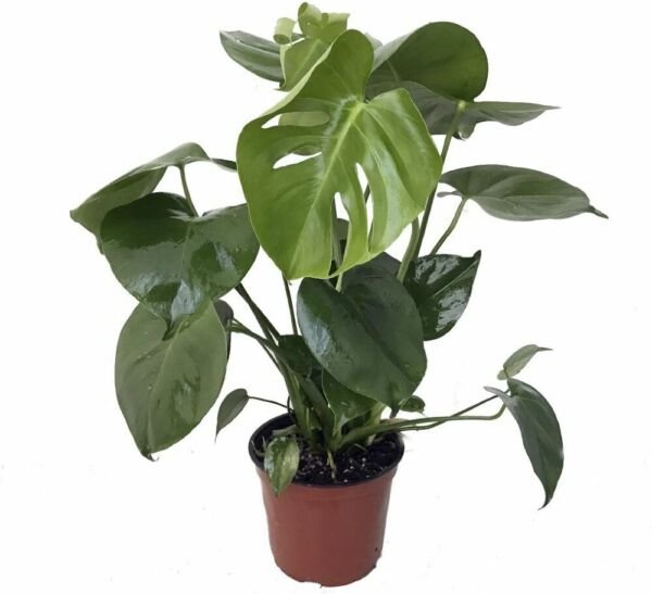 Karstenianum Philodendron Monstera Deliciosa Peru Great Indoor Live Plant 4" Pot Fresh Garden