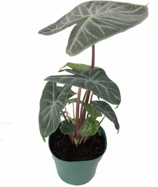 Elephants Ear Coast Ivorys Alocasias Mask Indoors And s Live Plant 6" Pot Fresh Garden