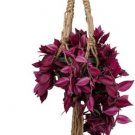 Macrame Jute Natural Model 30 Hanger Hold Indoors Live Plant 37'' Length 6-8 Pot Fresh Garden