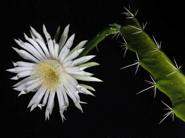 Acathocereus Blooming Tetragonus Nights Cactus Easy In Out Live Plant 2.5" Pot Fresh Garden