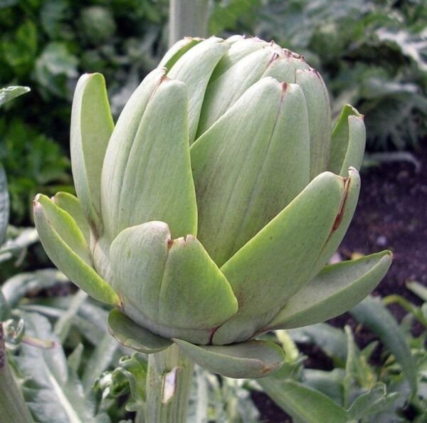 Exotic Flowerhead Green Artichoke Globe It Is Thistle Like In Appearance 15 Seed Fresh Garden
