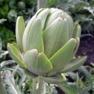 Exotic Flowerhead Green Artichoke Globe It Is Thistle Like In Appearance 15 Seed Fresh Garden
