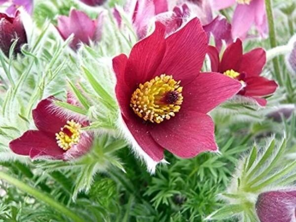 Pulsatilla Red Anemones Pasques Cloak Vulgaris Flowers Shades Perennial 15 Seeds Fresh Garden