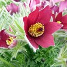 Pulsatilla Red Anemones Pasques Cloak Vulgaris Flowers Shades Perennial 15 Seeds Fresh Garden