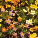 Hybrid Baby French Stars Annual Needle Like Leaves Branching Wiry Stems 50 Seeds Fresh Garden