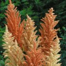 Amaranthus Palettes Princess Autumn Attractives Talls Featherys Spikes 100 Seeds Fresh Garden