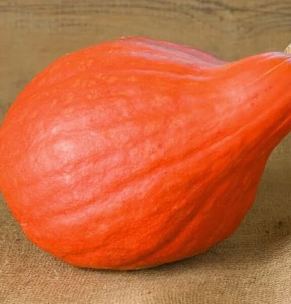 Pumpkin Red Ornamental Edible And Great To Eat Too October Easy To Grow 10 Seeds Fresh Garden