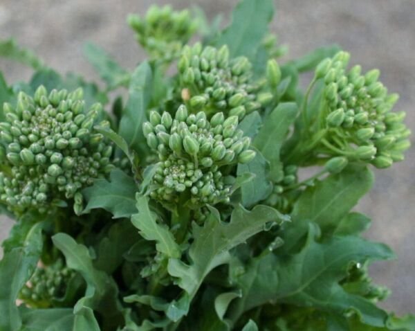 Raab Veggie Broccoli Protein Hardy Annual Tender Young Leaves And Stems 100 Seed Fresh Garden
