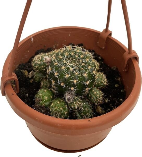 Cactus Ball Succulent Very Easy To Grow Indoor Live Plant 4" Mini Hanging Basket Fresh Garden