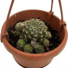 Cactus Ball Succulent Very Easy To Grow Indoor Live Plant 4" Mini Hanging Basket Fresh Garden