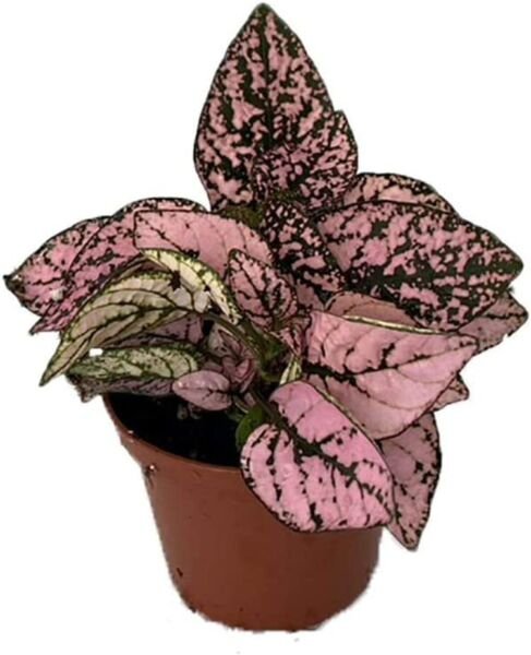 Hpoestes Splash Pink Dot Polka Colorfuls Easy To Grows Indoors Live Plant 3" Pot Fresh Garden